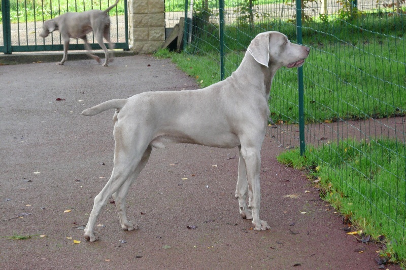 T'skool des Princes Gris du Clos de Mondésir